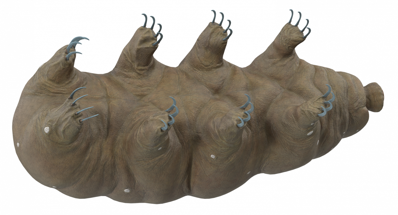 3D model Tardigrade