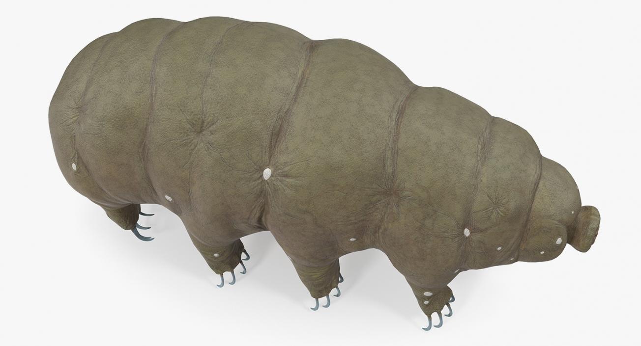 3D model Tardigrade