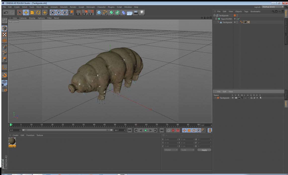 3D model Tardigrade