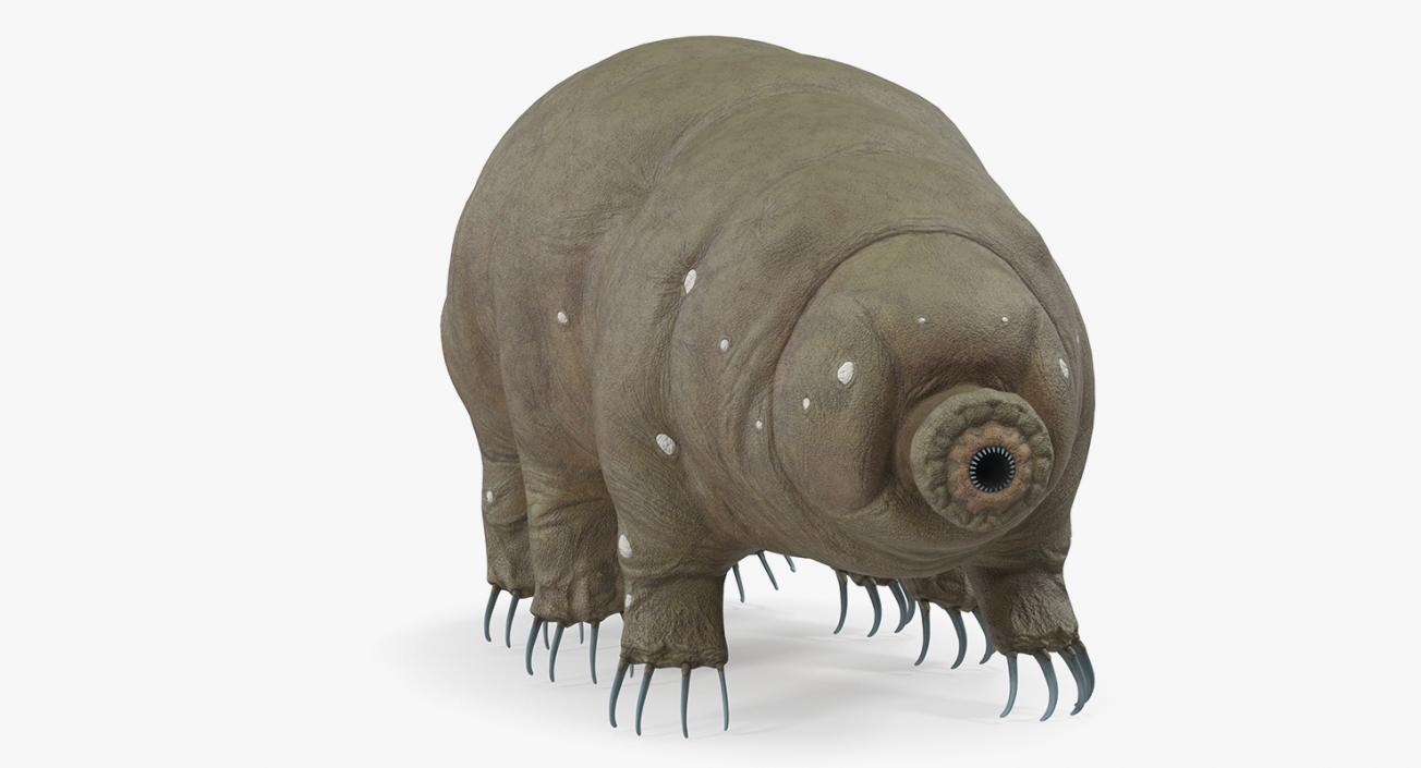 3D model Tardigrade