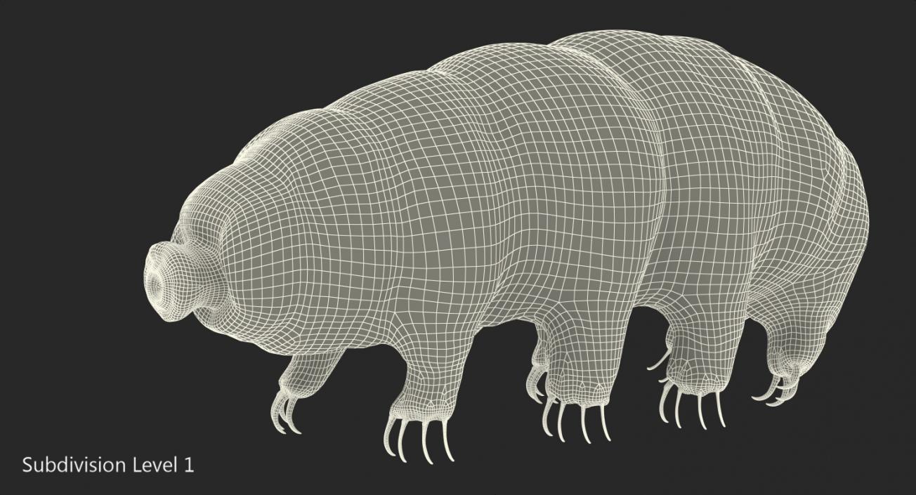 3D model Tardigrade