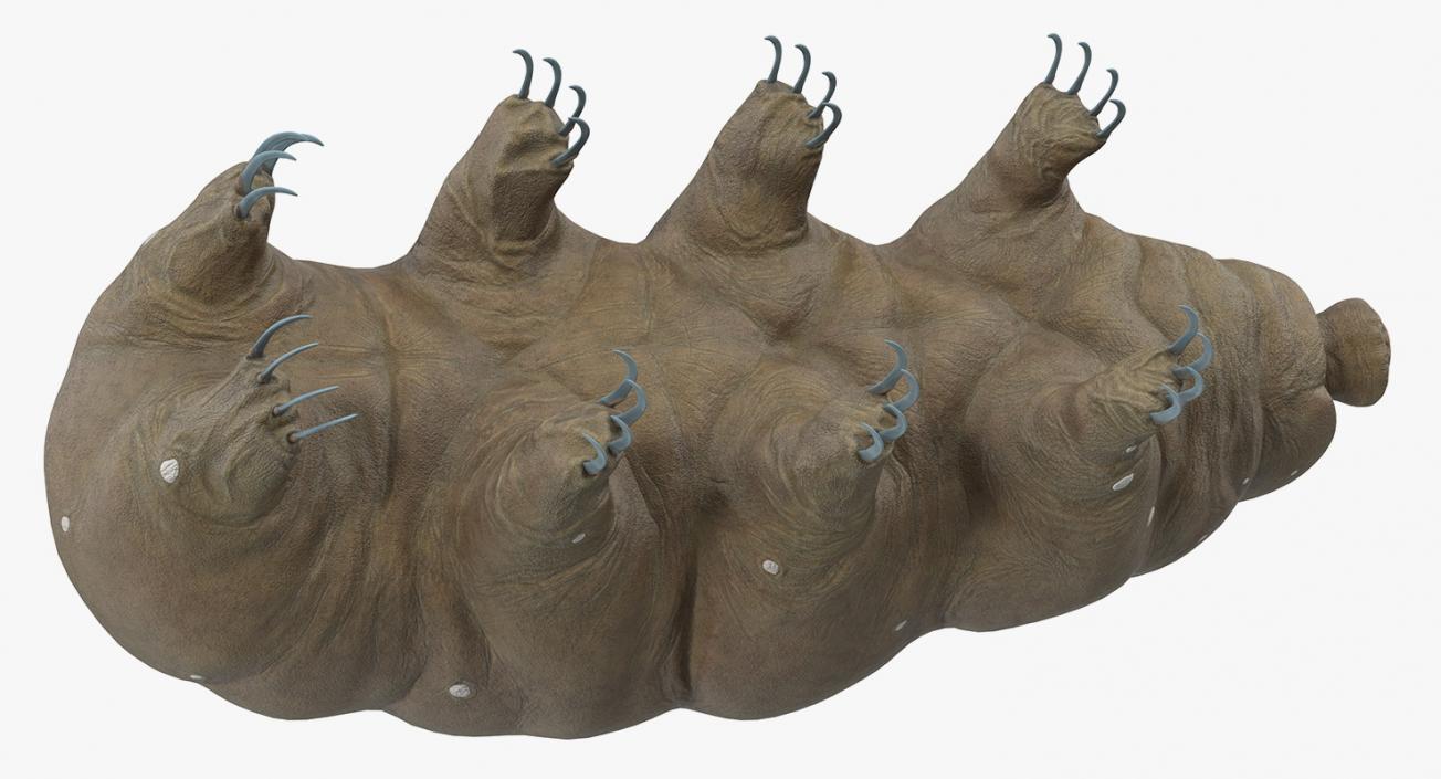 3D model Tardigrade