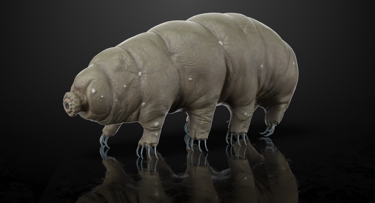 3D model Tardigrade