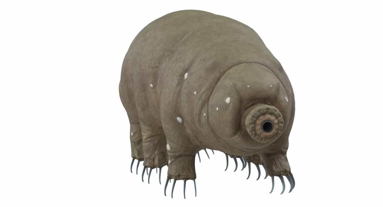 3D model Tardigrade