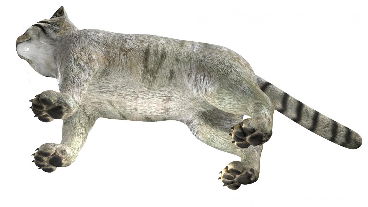 3D model Pallas Cat