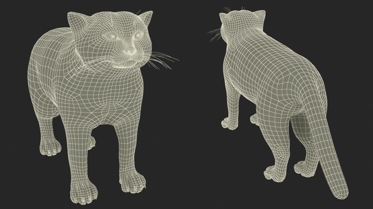 3D model Pallas Cat