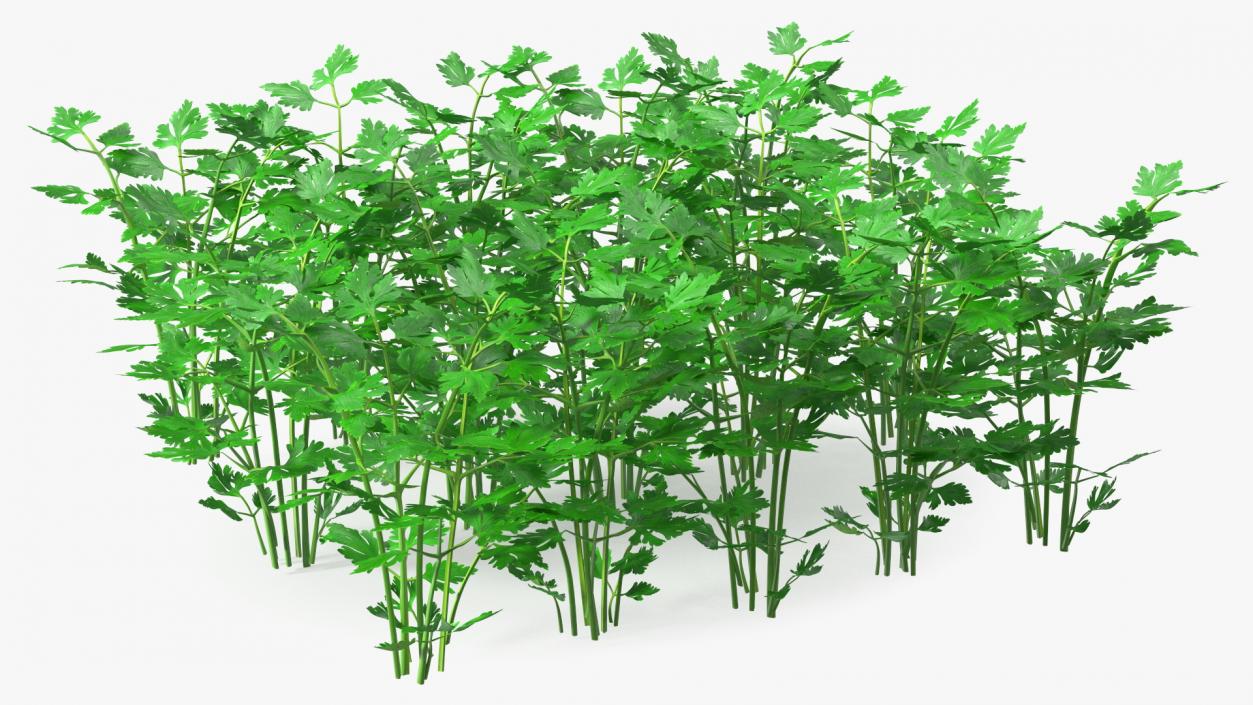 Young Parsley Bed 3D