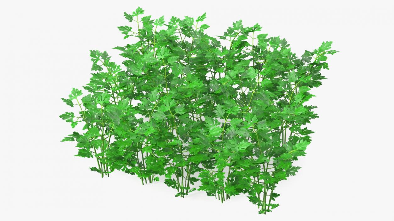 Young Parsley Bed 3D