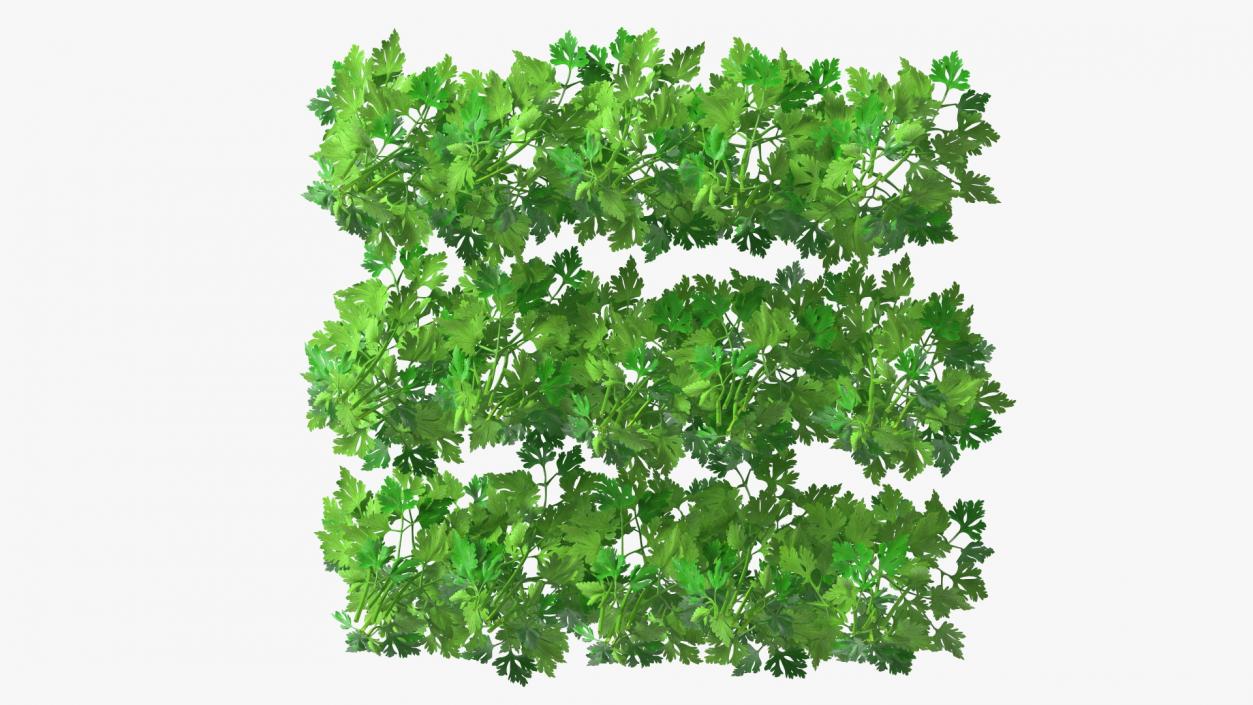 Young Parsley Bed 3D