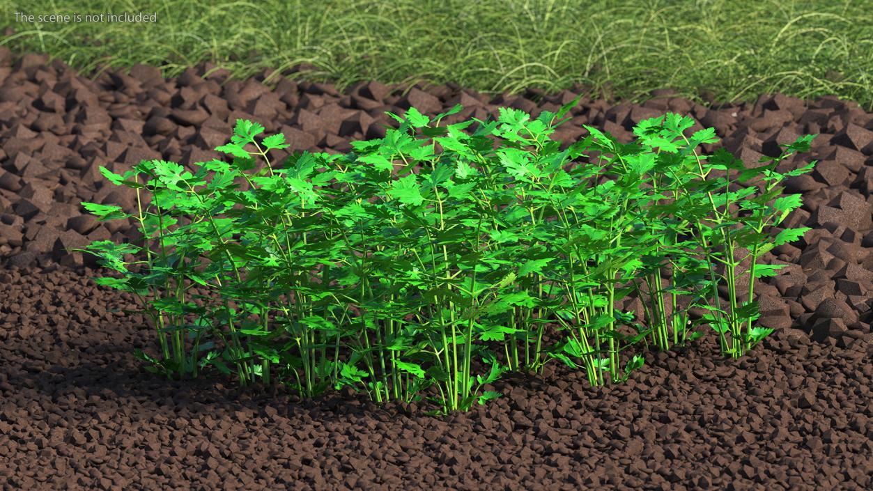 Young Parsley Bed 3D