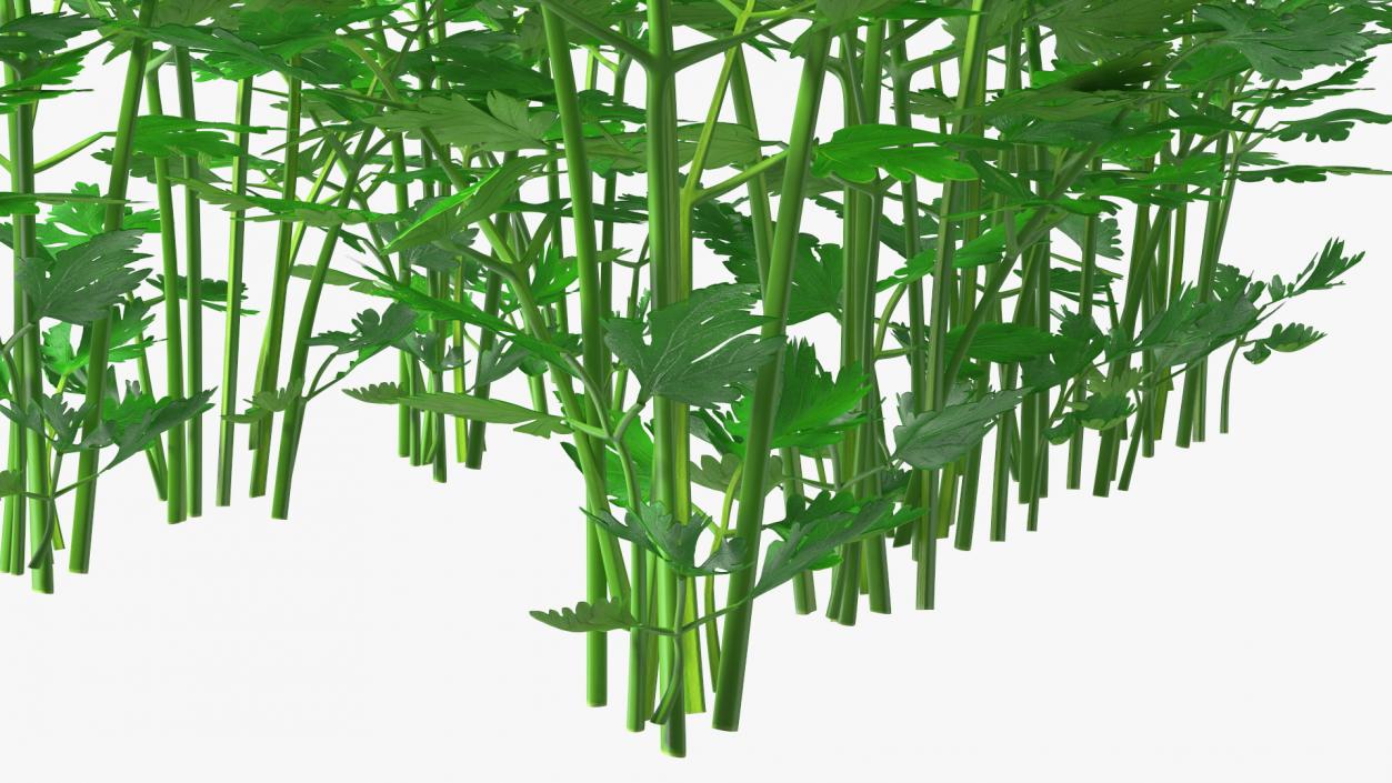 Young Parsley Bed 3D