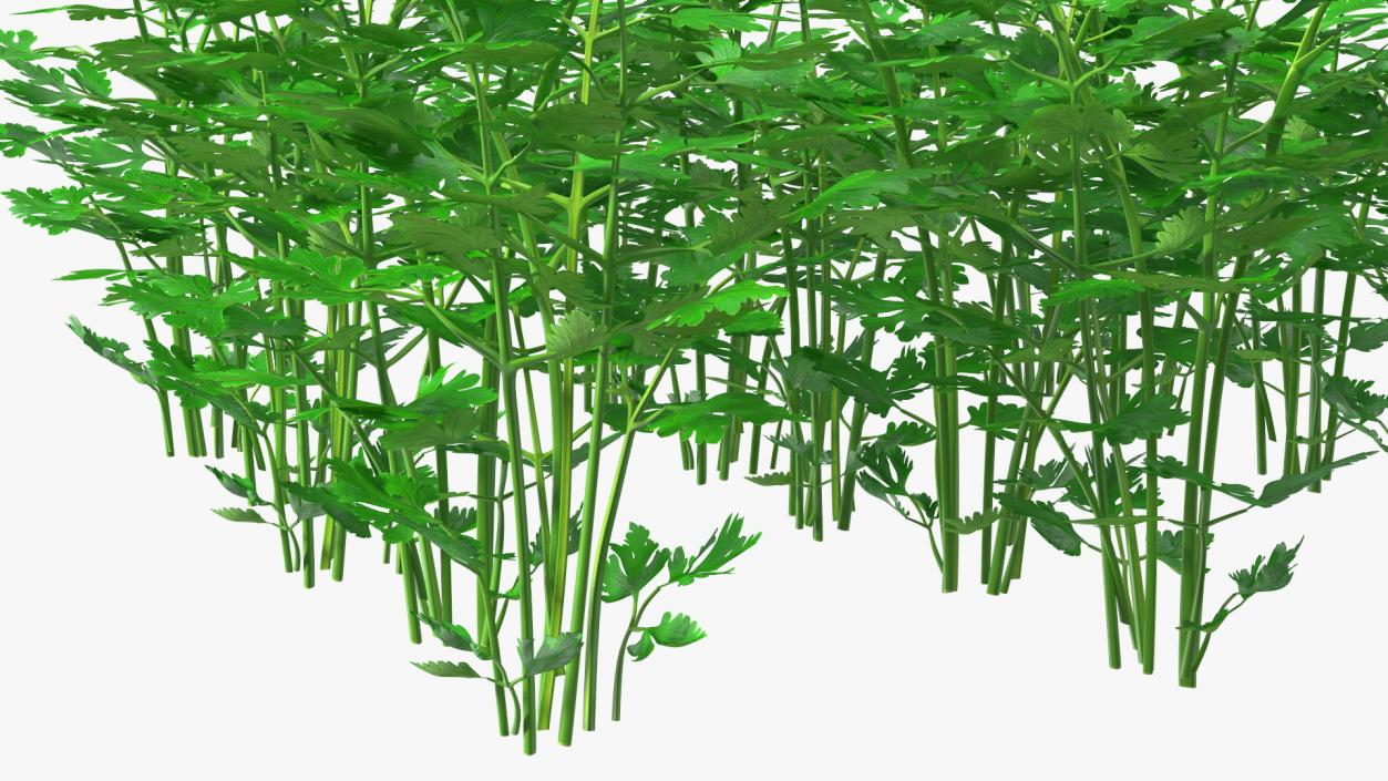 Young Parsley Bed 3D