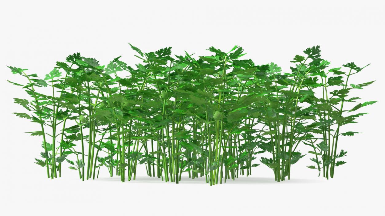 Young Parsley Bed 3D