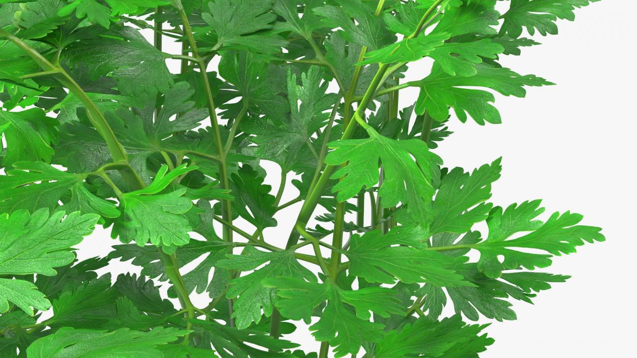 Young Parsley Bed 3D