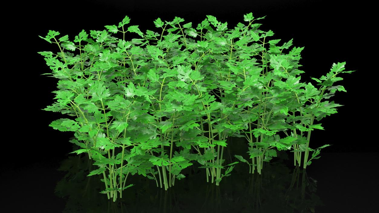 Young Parsley Bed 3D