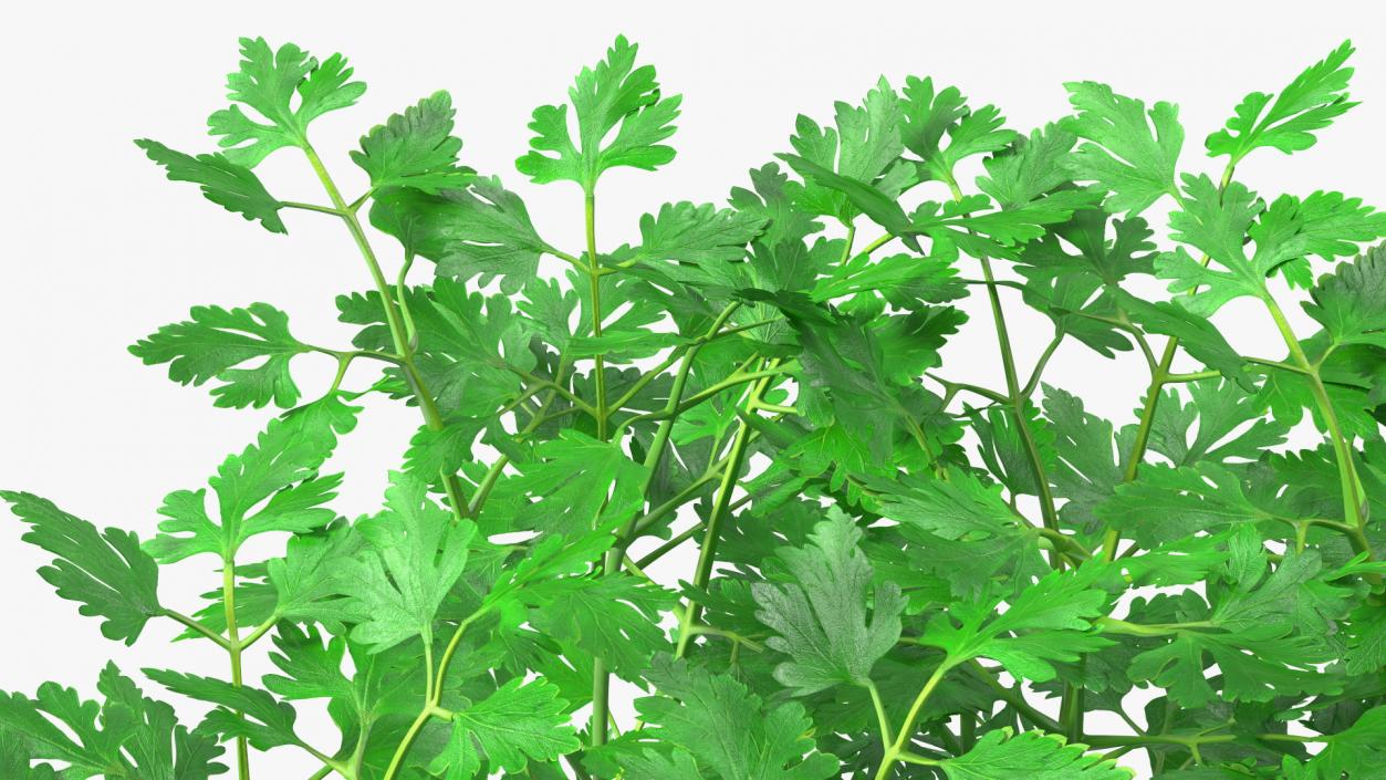 Young Parsley Bed 3D