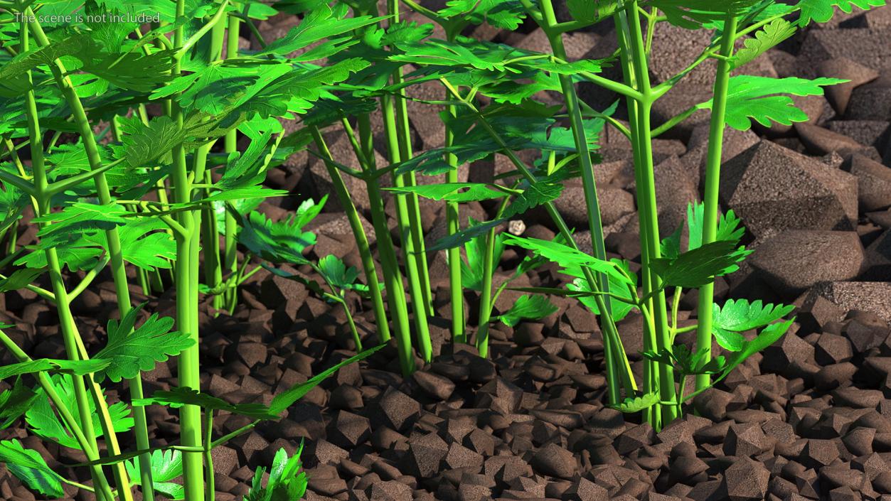 Young Parsley Bed 3D