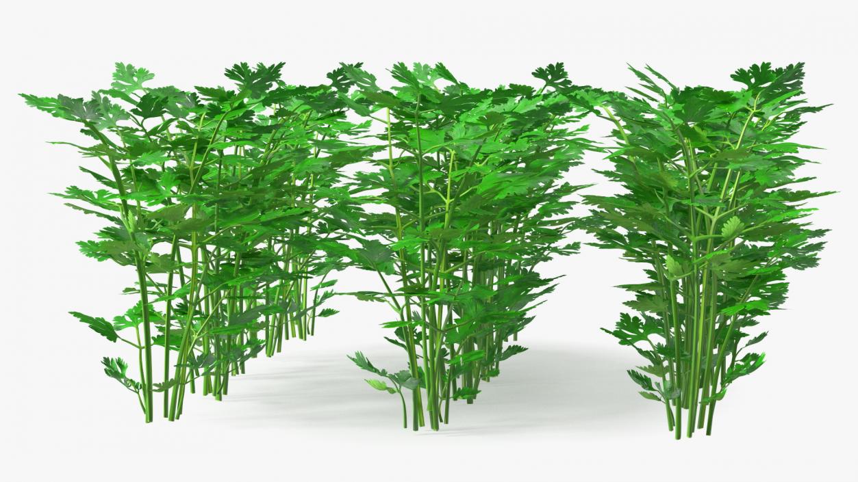 Young Parsley Bed 3D