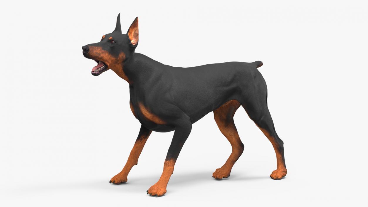 Doberman Pinscher Dog Rigged for Maya 3D