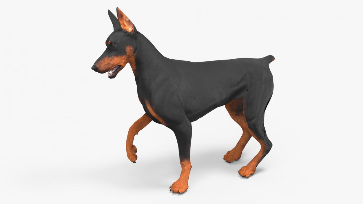 Doberman Pinscher Dog Rigged for Maya 3D