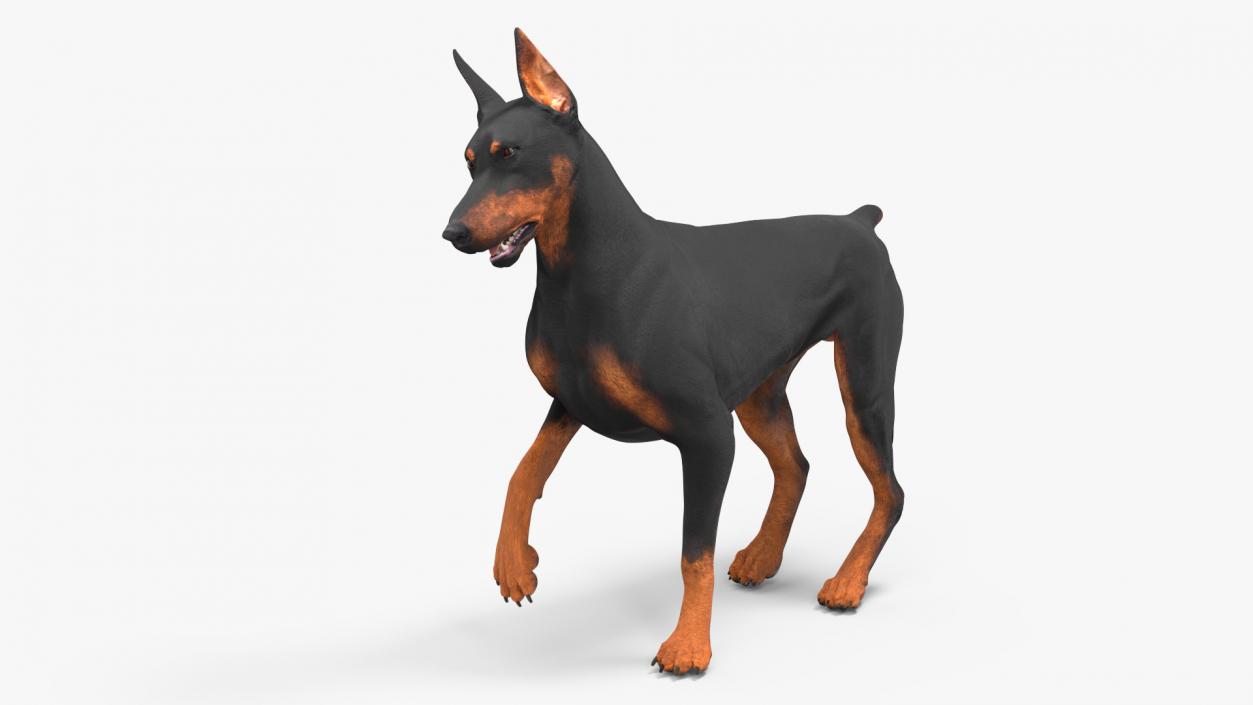 Doberman Pinscher Dog Rigged for Maya 3D