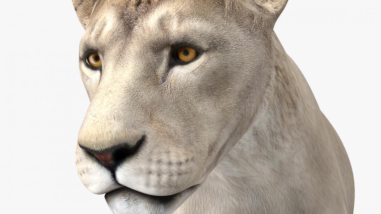 White Young Lion Walking Pose 3D model