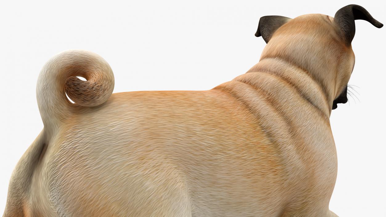 3D model Pug Dog Running Pose