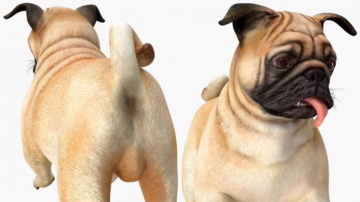 3D model Pug Dog Running Pose