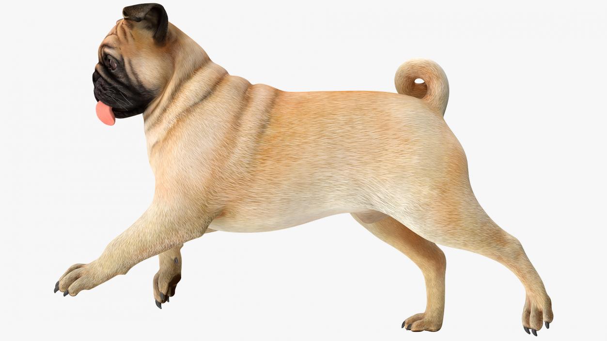 3D model Pug Dog Running Pose