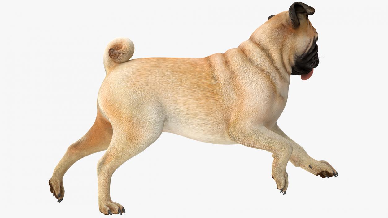 3D model Pug Dog Running Pose