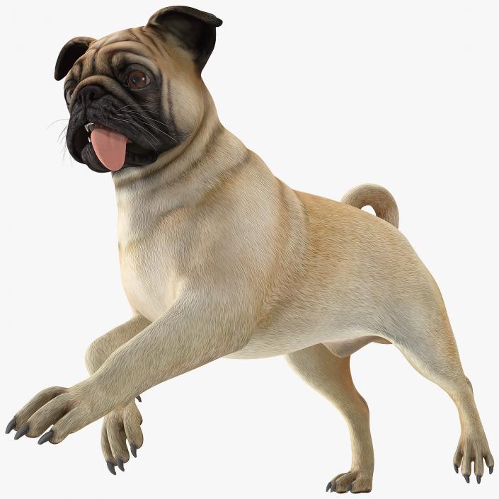 3D model Pug Dog Running Pose