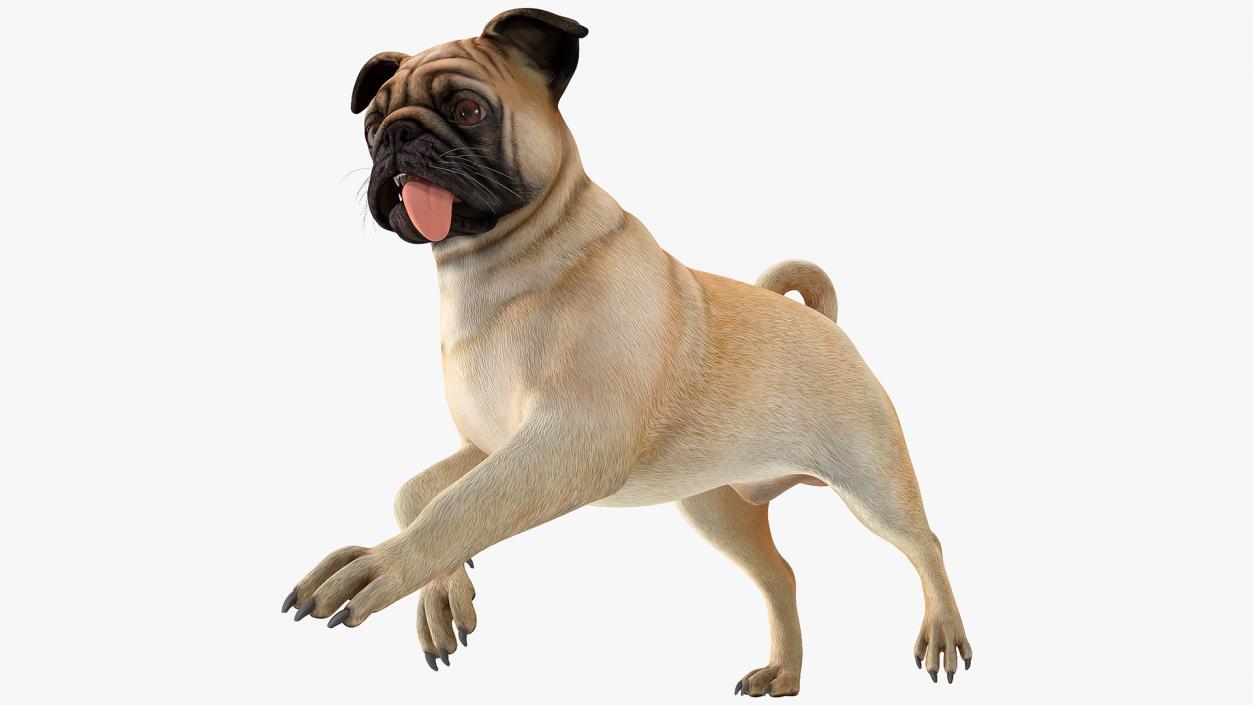 3D model Pug Dog Running Pose