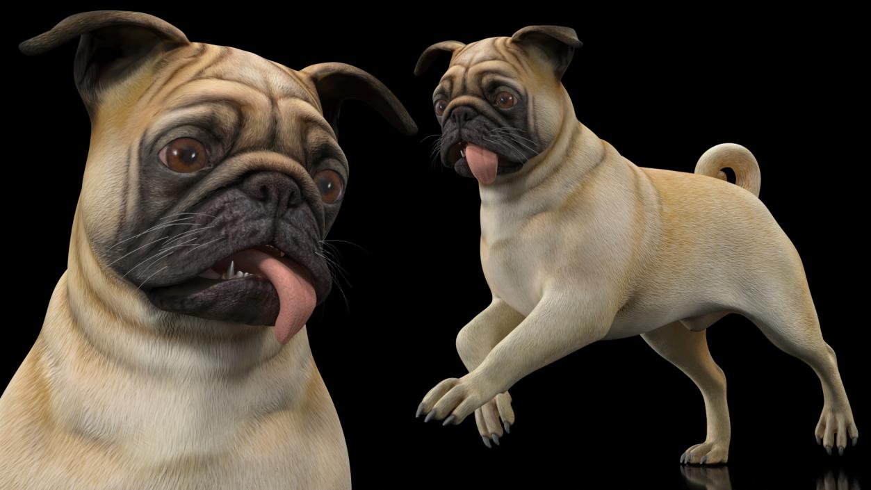 3D model Pug Dog Running Pose