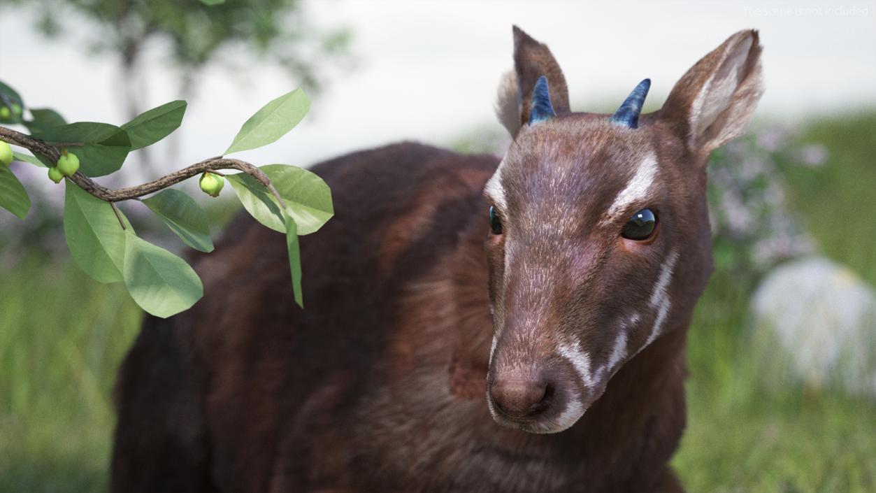 3D Saola Reclining Pose Fur 2