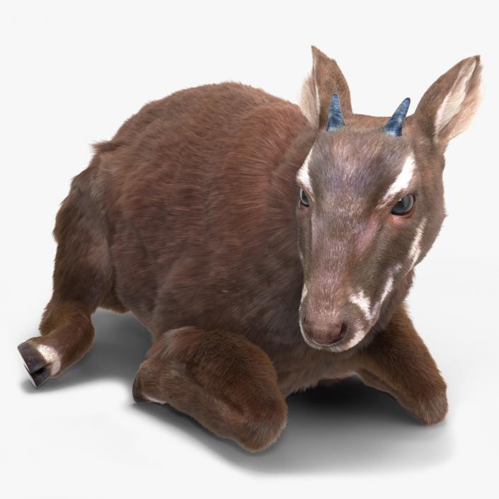 3D Saola Reclining Pose Fur 2