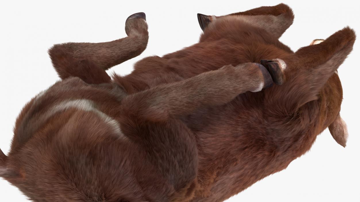 3D Saola Reclining Pose Fur 2