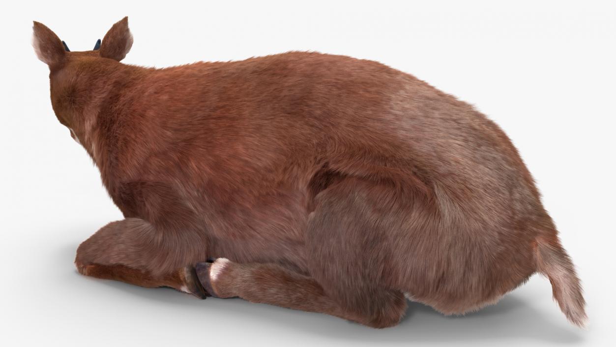 3D Saola Reclining Pose Fur 2