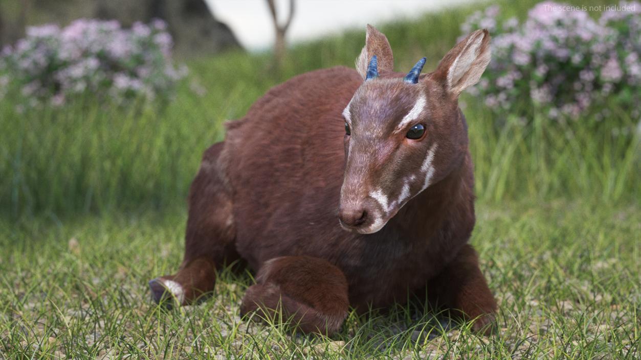 3D Saola Reclining Pose Fur 2