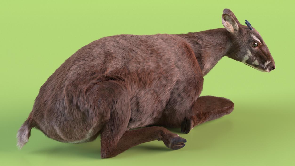 3D Saola Reclining Pose Fur 2