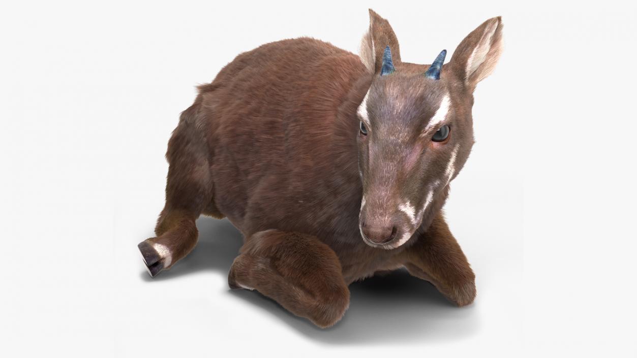 3D Saola Reclining Pose Fur 2