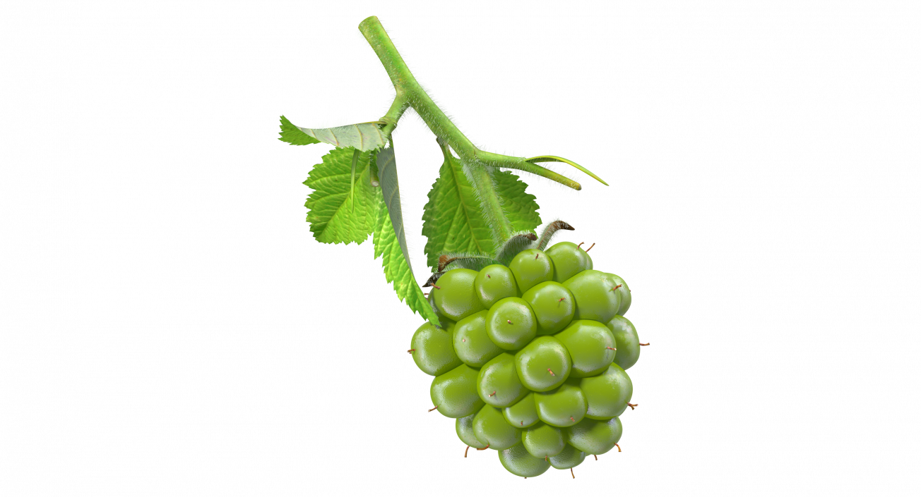 Unripe Green Blackberry with Leaves Fur 3D model