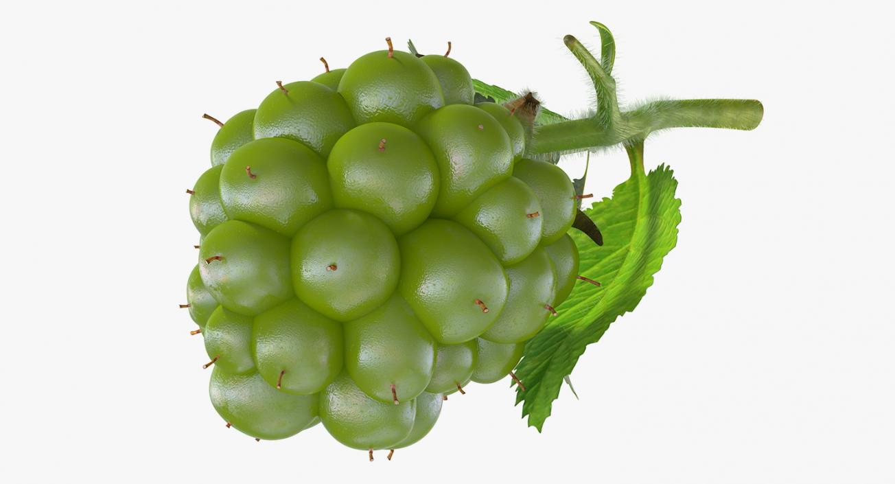 Unripe Green Blackberry with Leaves Fur 3D model