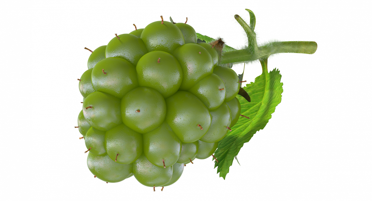 Unripe Green Blackberry with Leaves Fur 3D model