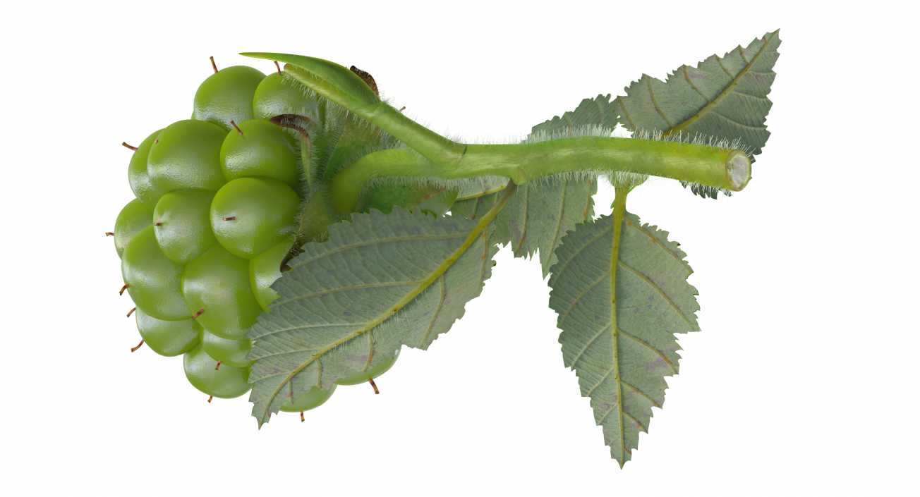 Unripe Green Blackberry with Leaves Fur 3D model