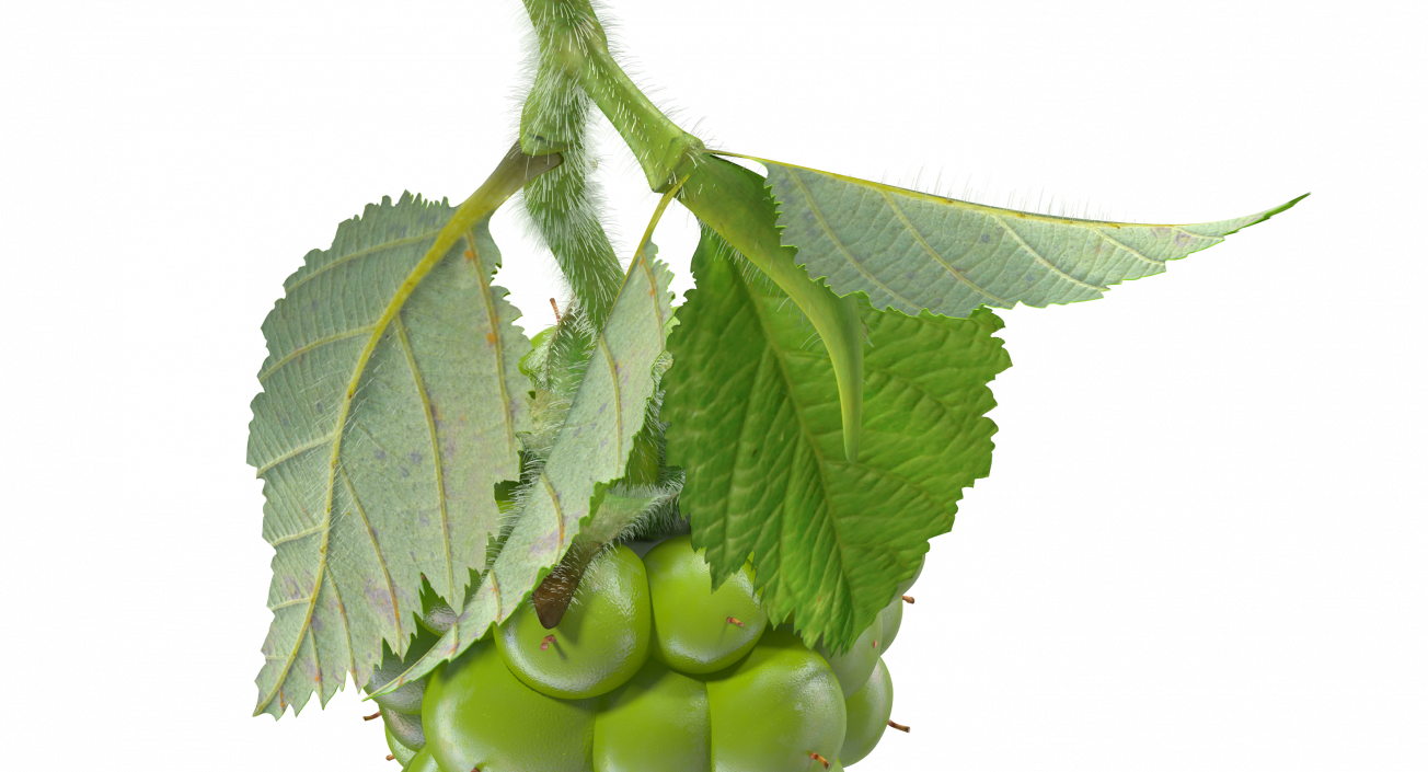 Unripe Green Blackberry with Leaves Fur 3D model