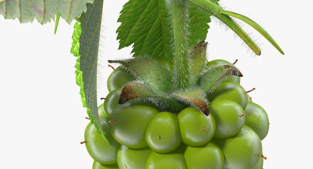 Unripe Green Blackberry with Leaves Fur 3D model