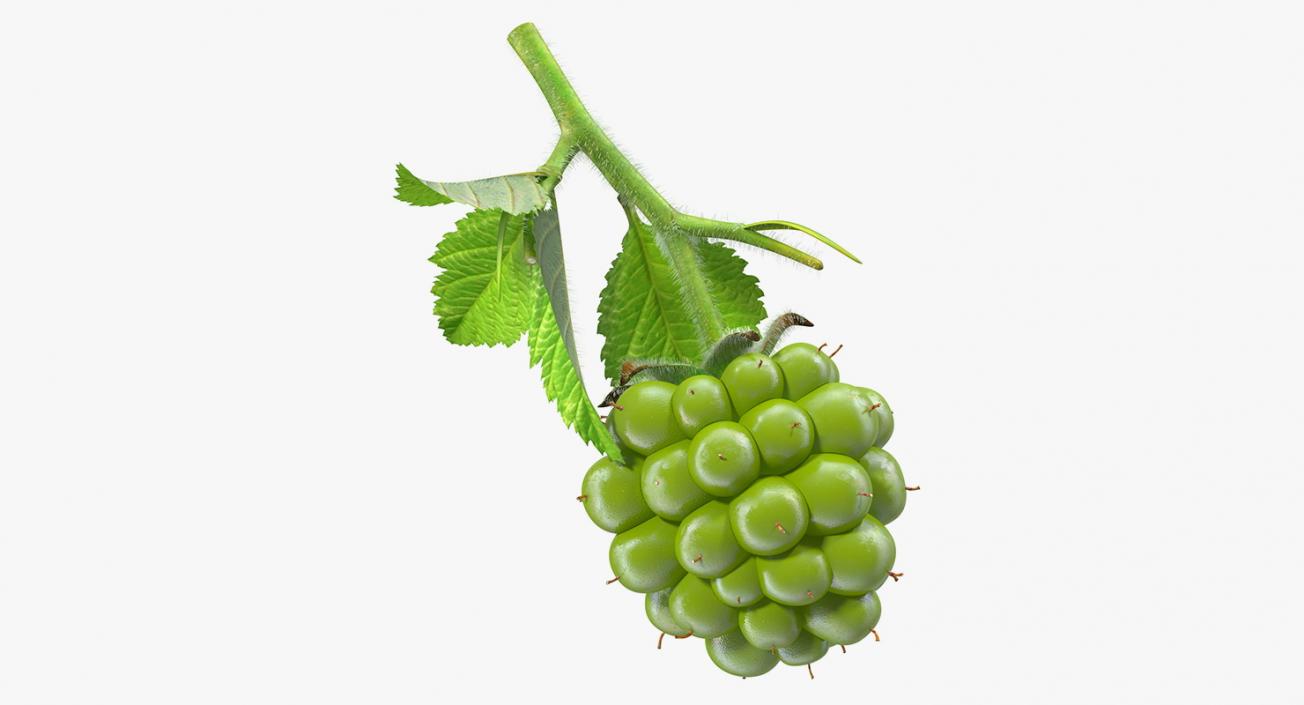 Unripe Green Blackberry with Leaves Fur 3D model