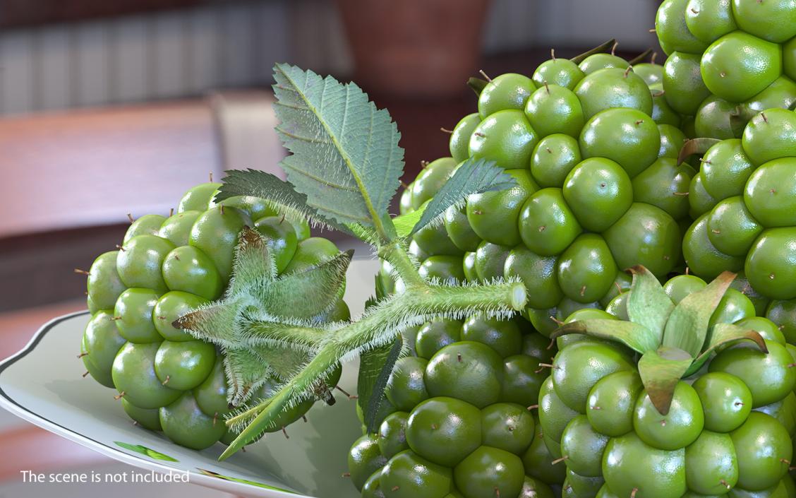 Unripe Green Blackberry with Leaves Fur 3D model