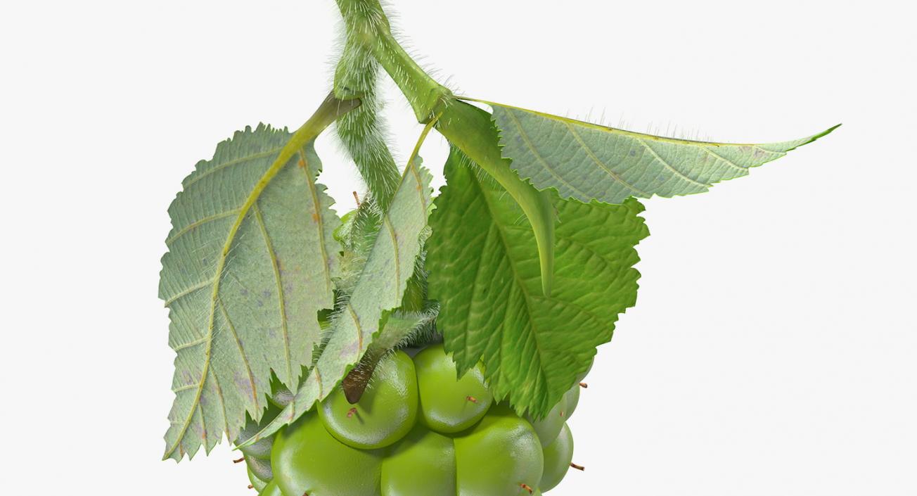 Unripe Green Blackberry with Leaves Fur 3D model