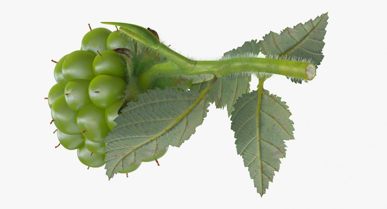 Unripe Green Blackberry with Leaves Fur 3D model